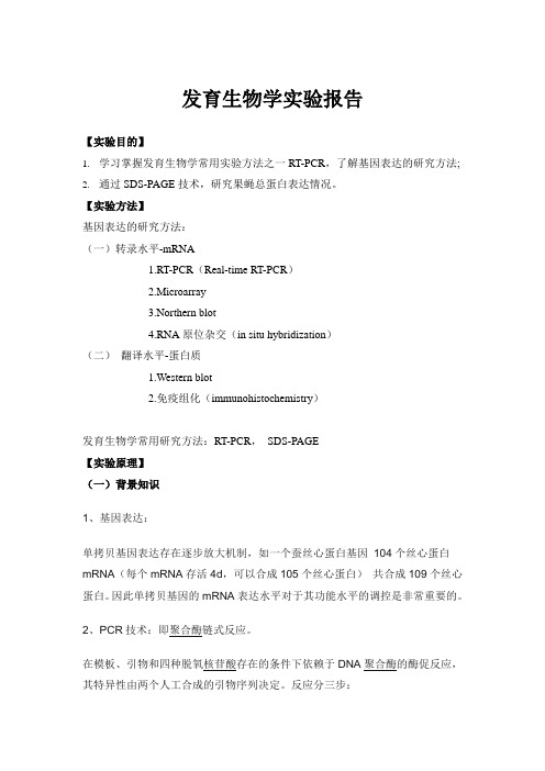发育生物学大实验报告