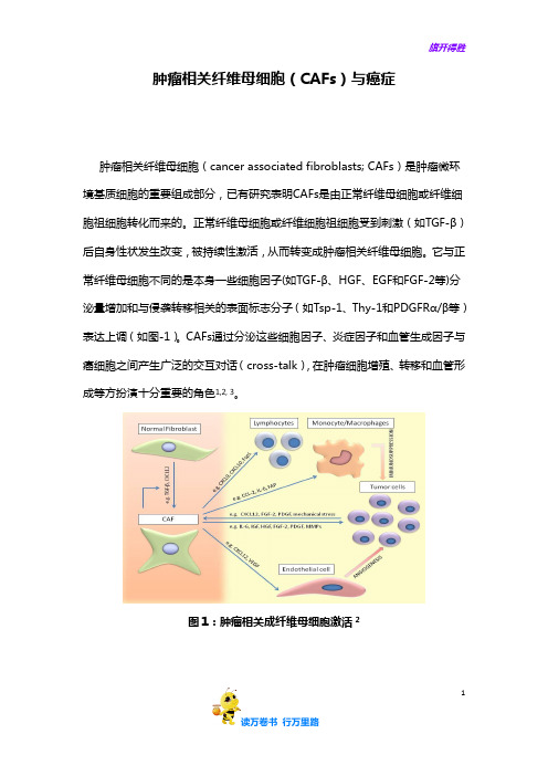 肿瘤相关纤维母细胞(CAFs)与癌症——【国自然标书写作】