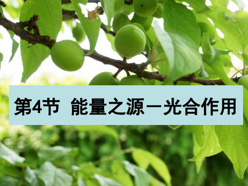 光合作用原理和光反应