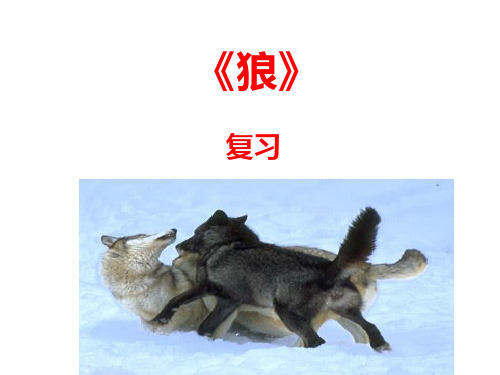 狼(复习)