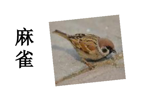 【语文S版】四年级语文上册课件_麻雀