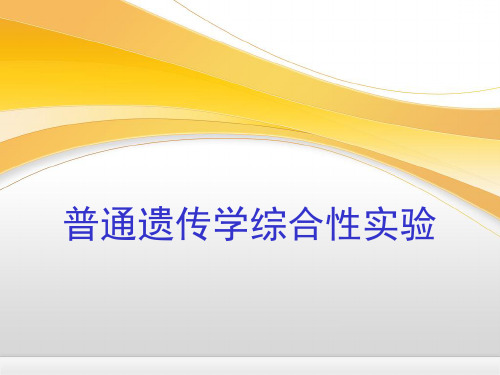 果蝇的生活周期.ppt
