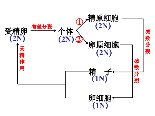 减数分裂和受精作用图像识别