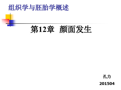 组织胚胎-12,13章颜面形成及先天性畸形