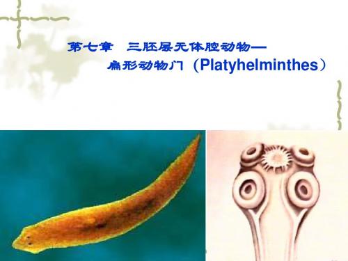 第七章扁形动物门