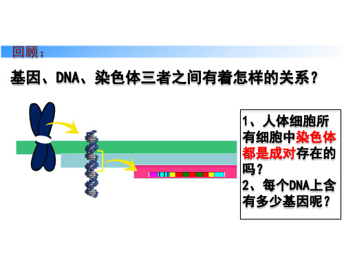 人教版八年级下册第二章第三节  基因的显性和隐性课件(35张ppt)