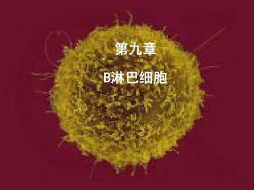 B淋巴细胞