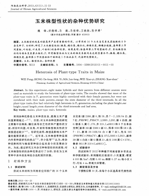 玉米株型性状的杂种优势研究