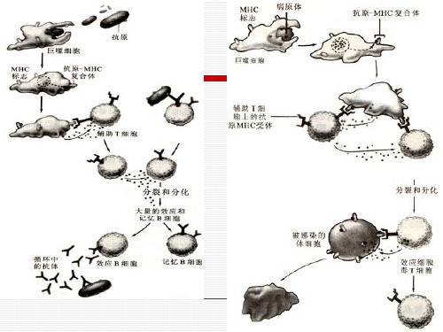 主要的免疫细胞DendriticcellsDC-萧山三中