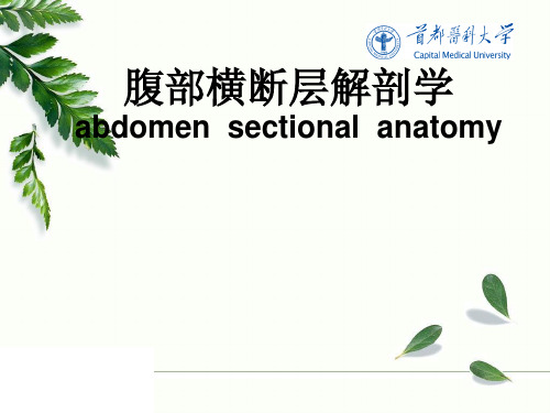 腹部断层解剖学 第五节  腹部横断层解剖