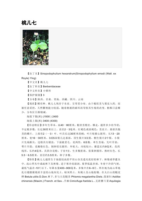 桃儿七