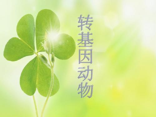 转基因动物