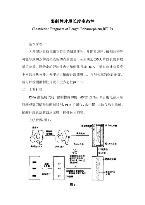 限制性片段长度多态性