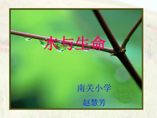 冀教版小学科学三年级上册《水与生命》课件.ppt