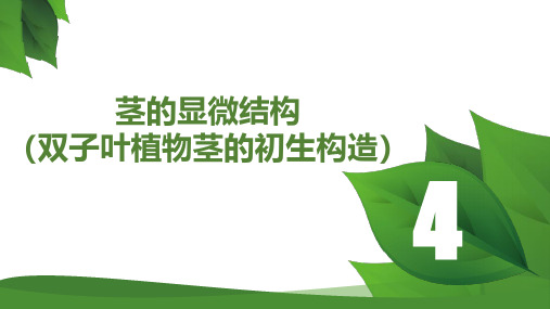 第四章茎-茎的显微结构(双子叶植物茎的初生结构)