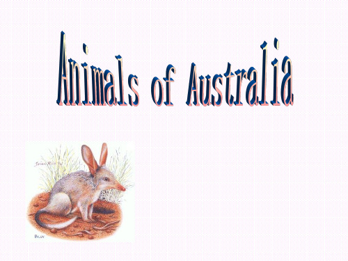 澳大利亚动物介绍 AUSTRALIA ANIMALS 英文 