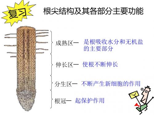 第二章第二节 根对水分的吸收