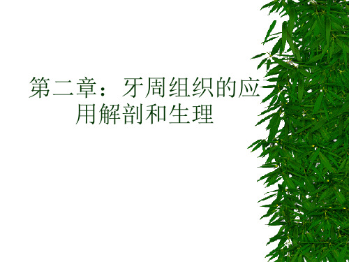 2牙周组织4