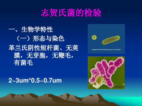 志贺氏菌的检验