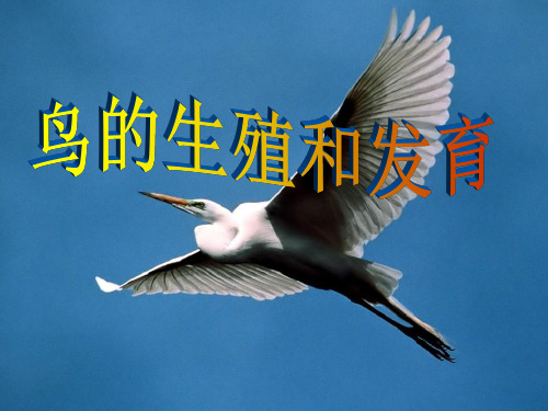 初中八年级(初二)生物 鸟类的生殖和发育 (2)