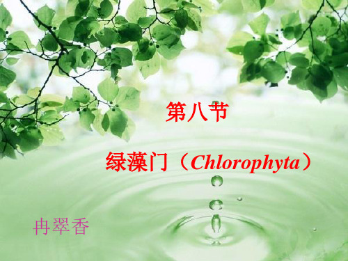 植物学绿藻门