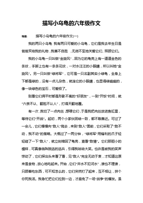 描写小乌龟的六年级作文