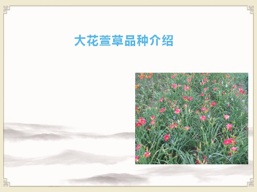 花卉生产技术：大花萱草品种介绍