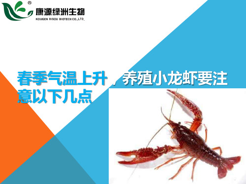 春季气温上升,养殖小龙虾要注意以下几点