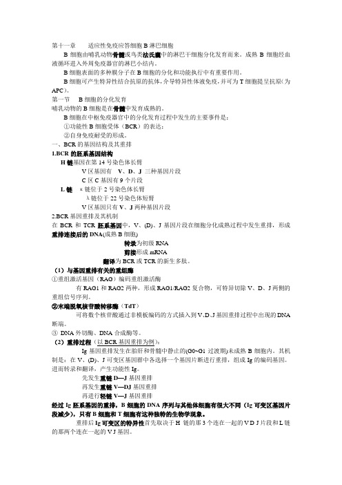 第十一章    适应性免疫应答细胞B淋巴细胞