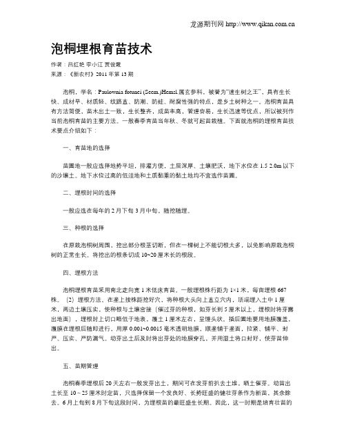 泡桐埋根育苗技术