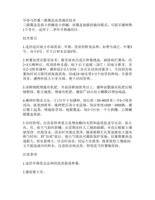 早春马铃薯三膜覆盖高效栽培技术