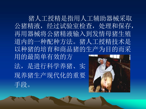 猪人工授精技术操作规程课件
