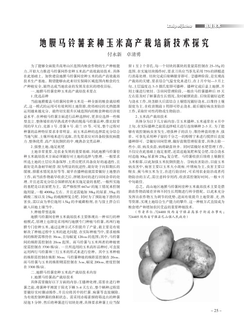 地膜马铃薯套种玉米高产栽培新技术探究