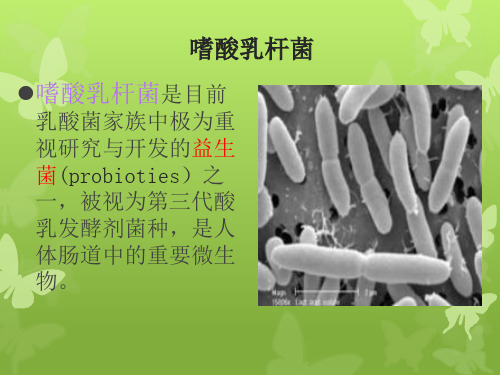 嗜酸乳杆菌