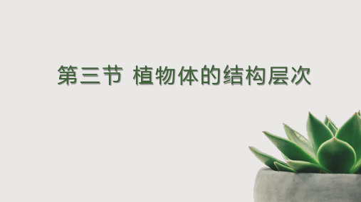 人教版七年级上册第二单元第二章第三节 植物体的结构层次 课件(共24张PPT)