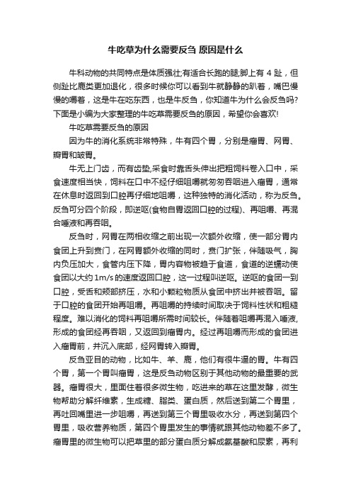 牛吃草为什么需要反刍原因是什么