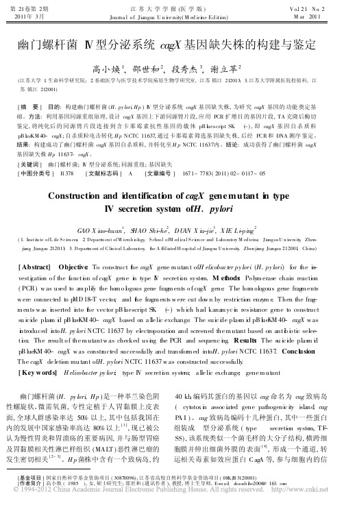 幽门螺杆菌_型分泌系统cagX基因缺失株的构建与鉴定