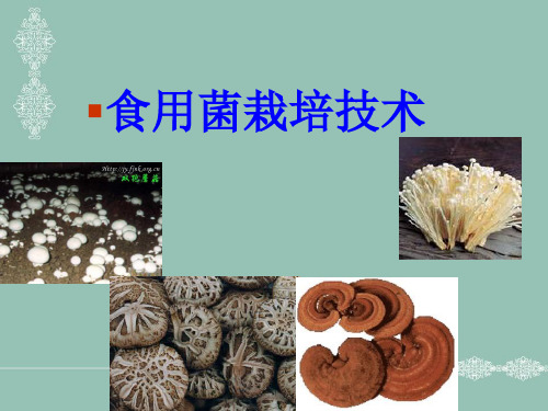 《食用菌绪论》PPT课件
