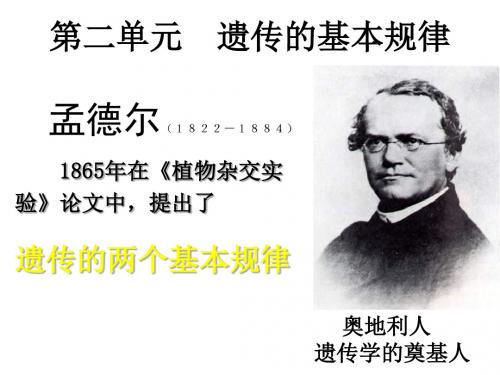 中图版必修二2.1《基因的分离规律》ppt课件
