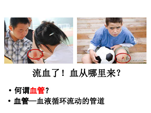 人体内的物质运输(2)初中生物课件