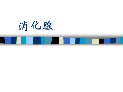消化腺