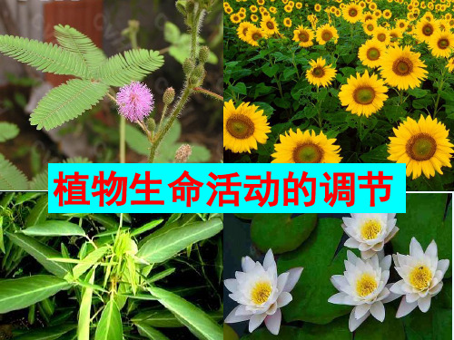 高中生物《生长素的生理作用》