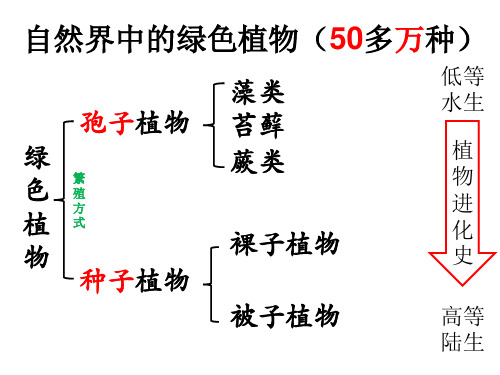 人教版七年级生物上册第三单元第一章 第一节 藻类苔藓蕨类植物(15张ppt)