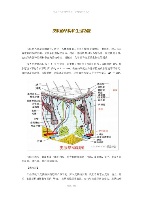 皮肤的结构和生理功能