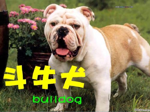 斗牛犬
