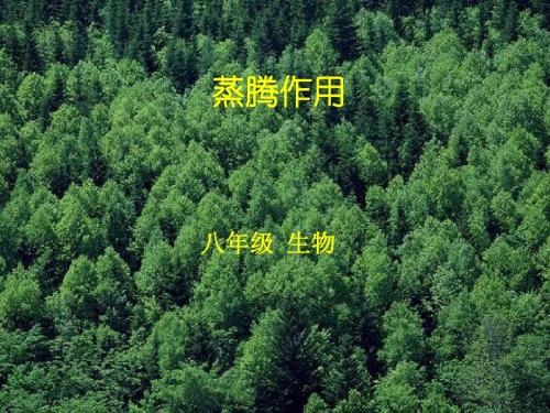 冀少儿版生物八年级上册3.4.2蒸腾作用 课件(共19张PPT)