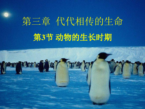 动物的生长时期PPT课件