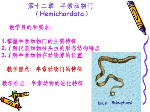 12 半索动物课件