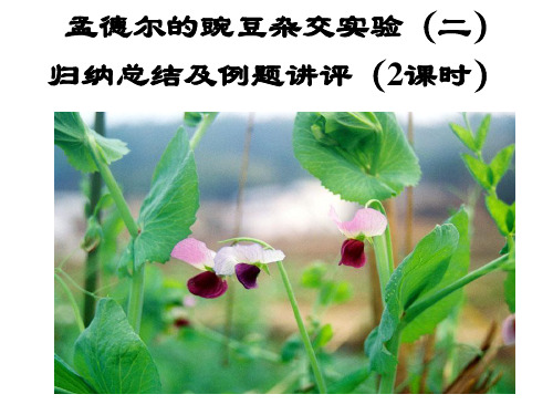 自由组合定律总结及例题讲评
