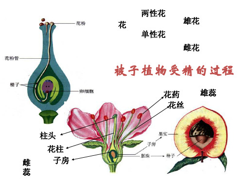 七年级生物下册 第一章 第二节 人的生殖课件 (新版)新人教版